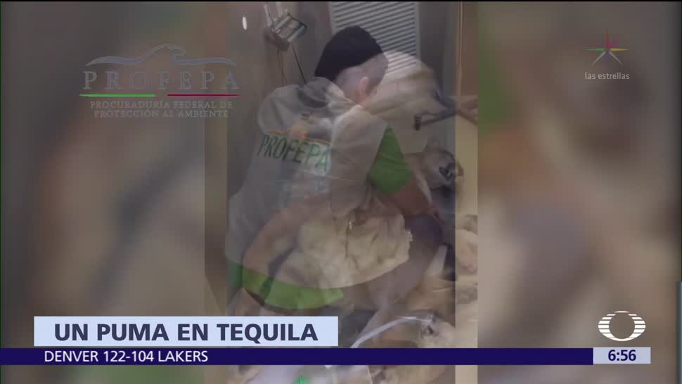 Capturan a puma que deambulaba por calles de Tequila, en Jalisco