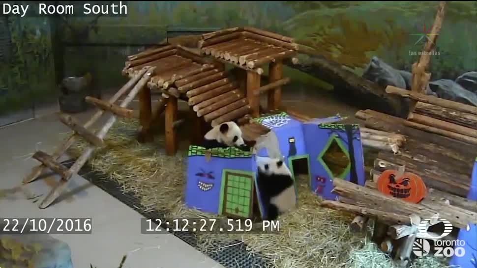 Zoológico de Toronto Canadá comparte imágenes de sus pandas más juguetones