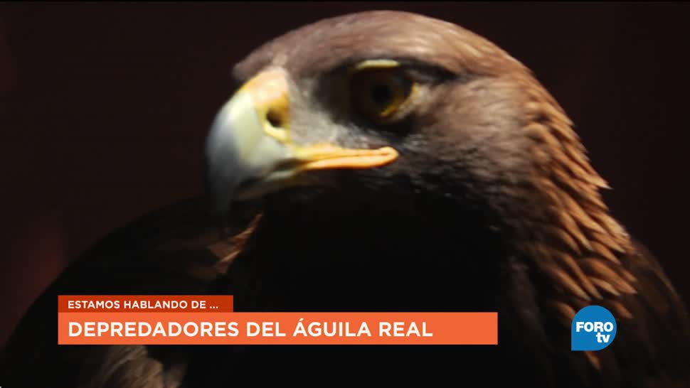 KLa UNAM platica de la importancia del Águila Real Mexicana