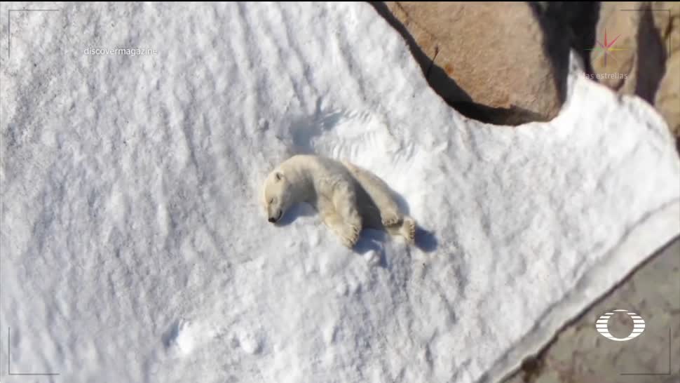 Cómo localizar osos polares blancos en el Ártico blanco