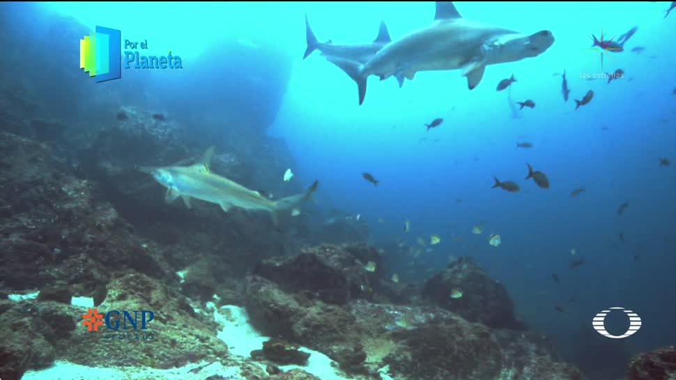 Por el Planeta: Tiburón martillo, emblema de Isla del Coco