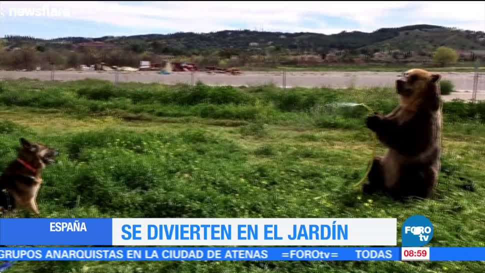 Un oso se divierte en un jardín en España