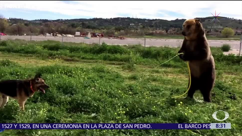 Oso y perro se divierten con manguera de agua en España