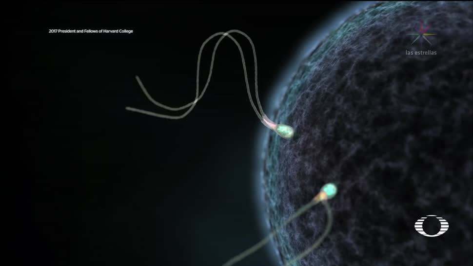 Corto de Harvard podría ayudar a entender la infertilidad