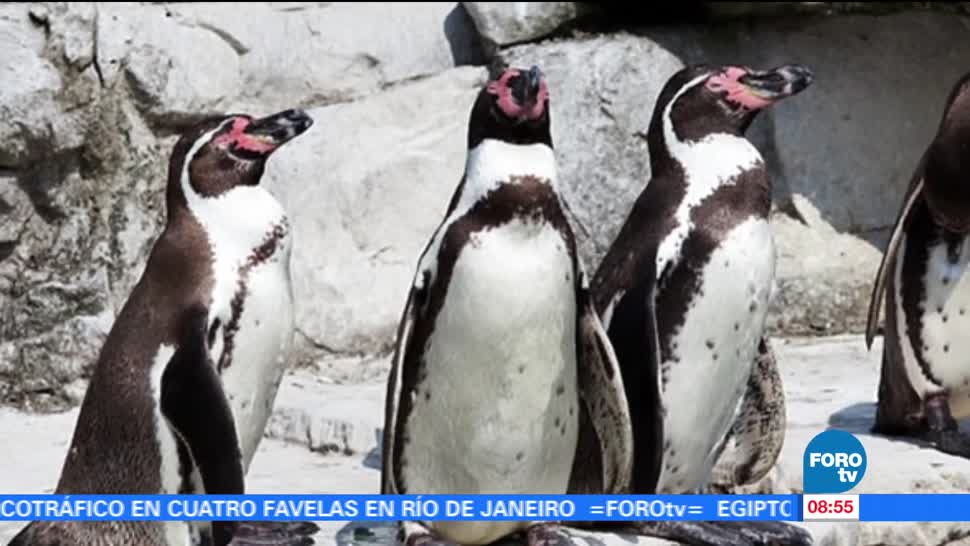 Extra, Extra: Deceso masivo de pingüinos