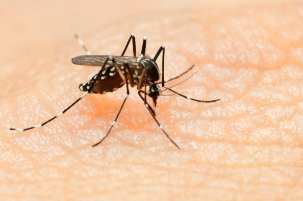 Autoridades de Salud de Sinaloa redoblan acciones por incremento de dengue