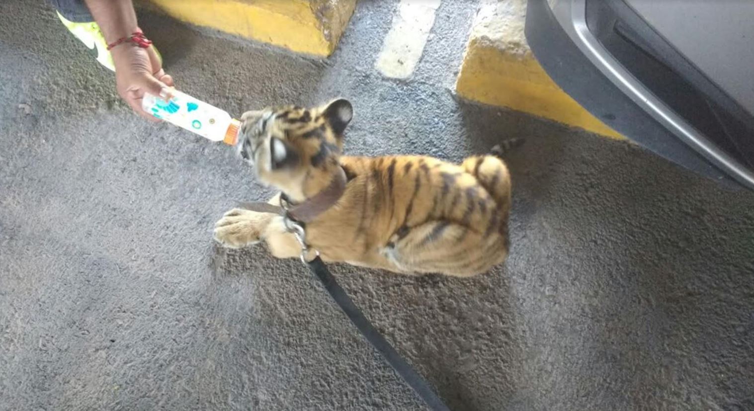Aseguran un cachorro de tigre de bengala en Ocotlán, Jalisco