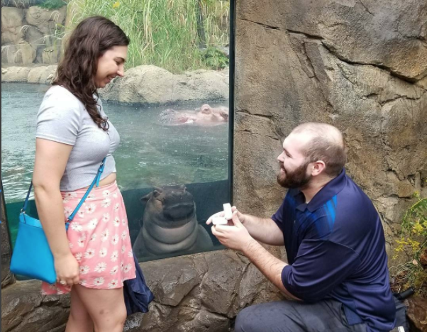 Bebé hipopótamo se roba la foto en esta propuesta de matrimonio