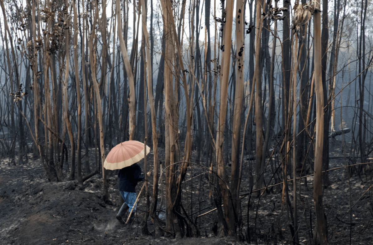 Cientos de hectáreas fueron arrasadas por el fuego en Portugal