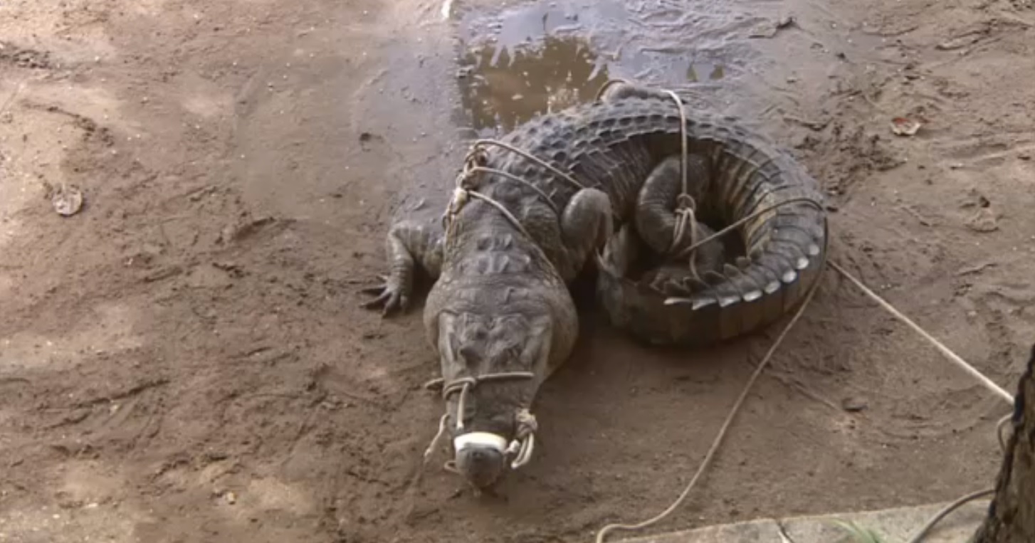 rescatan a cocodrilo en una playa de coatzacoalcos veracruz