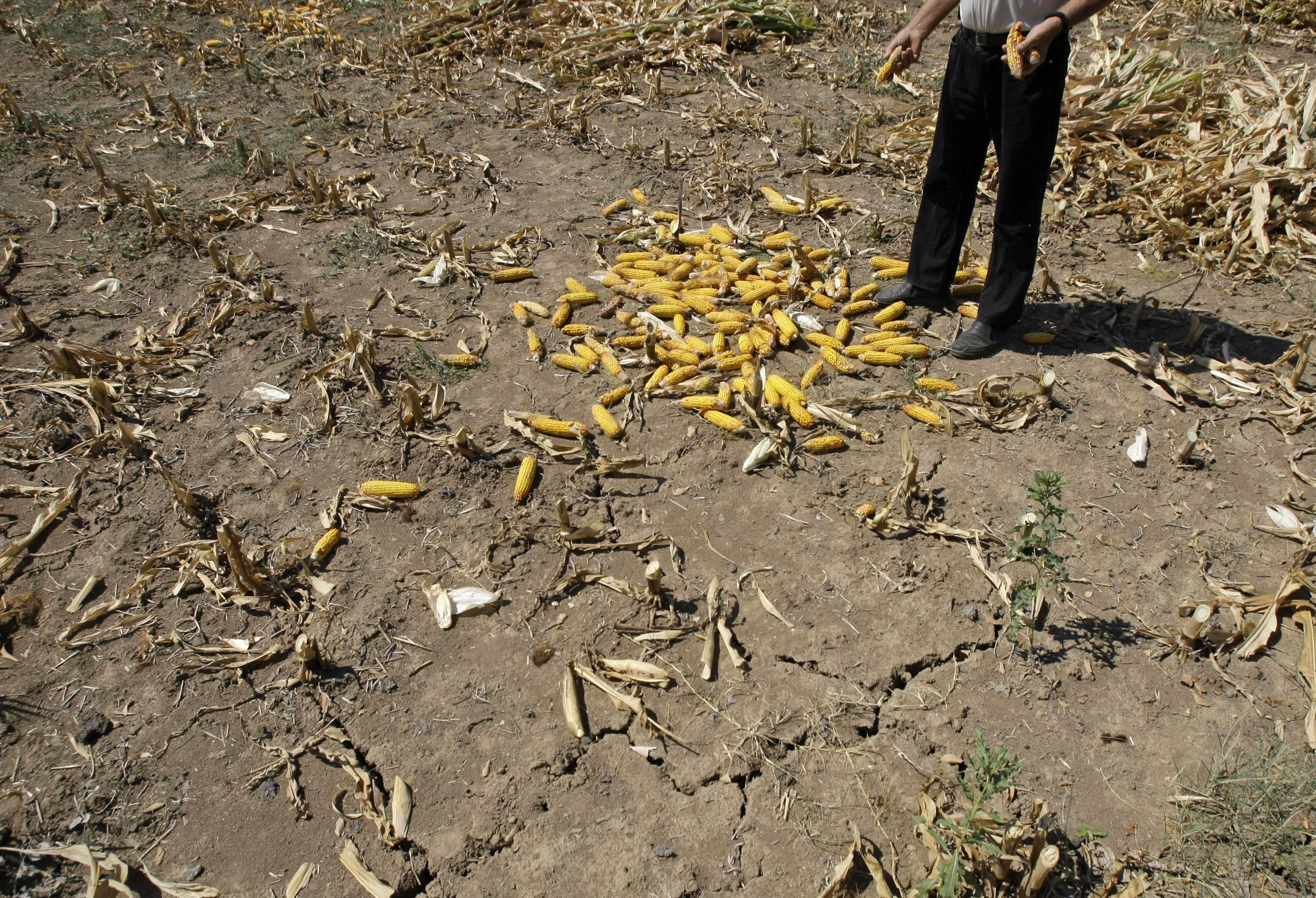 Detectan plaga en cultivos de maíz en Campeche