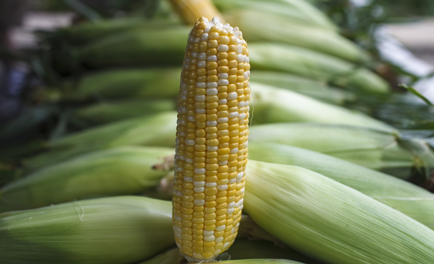 Estudio del Imco recomienda el uso de maíz transgénico
