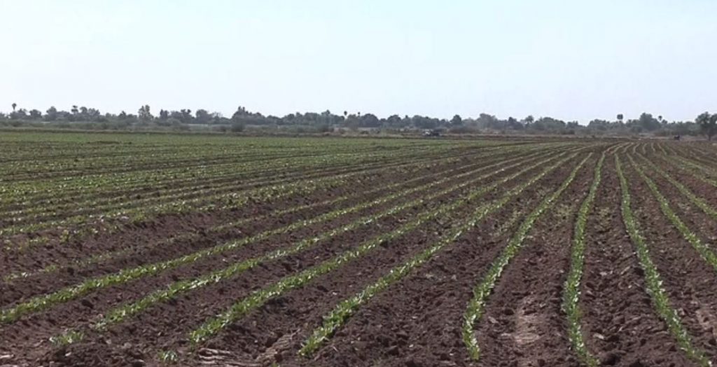 Falta de lluvias afecta la producción agrícola en Sonora