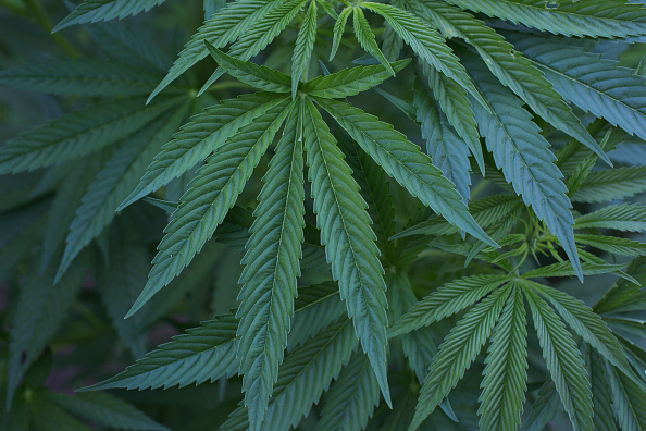 hojas de marihuana crecen en invernadero