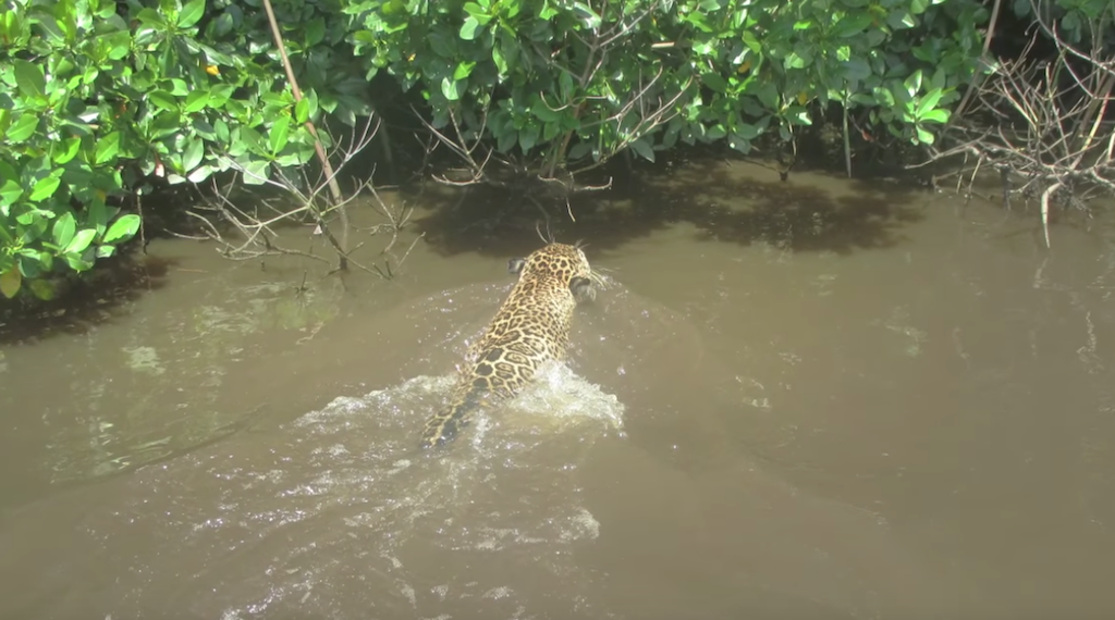 reserva ecológica, area protegida, jaguar, Nayarit