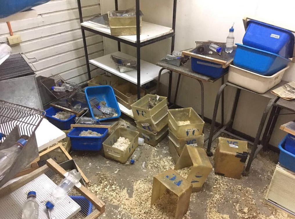 Animalistas vandalizan laboratorio y liberan a decenas de ratones