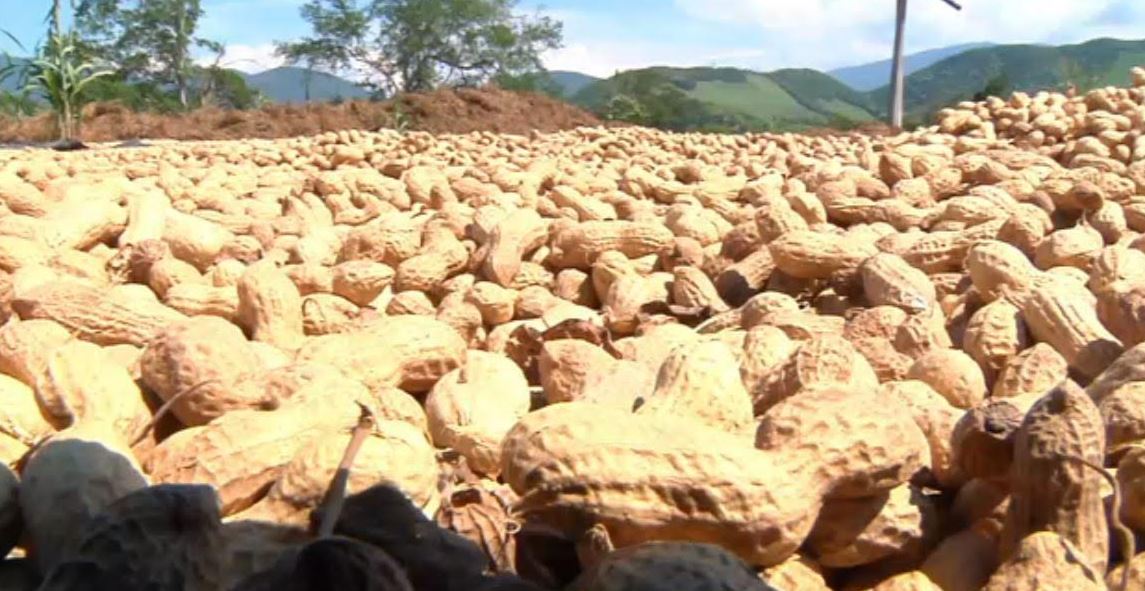 Más de 96 mil toneladas de cacahuate se producen en Colima