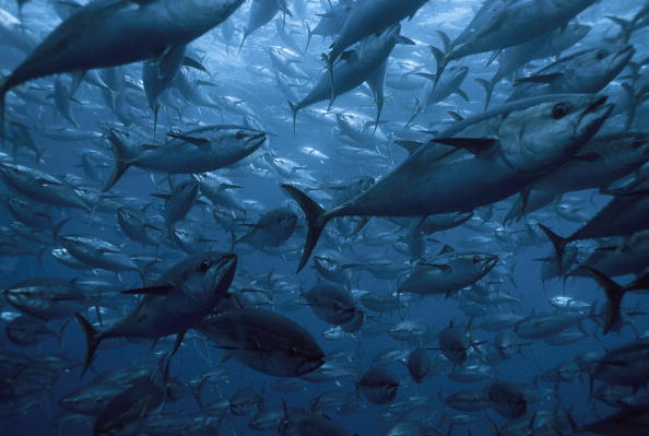 México apelará fallo de la OMC sobre atún