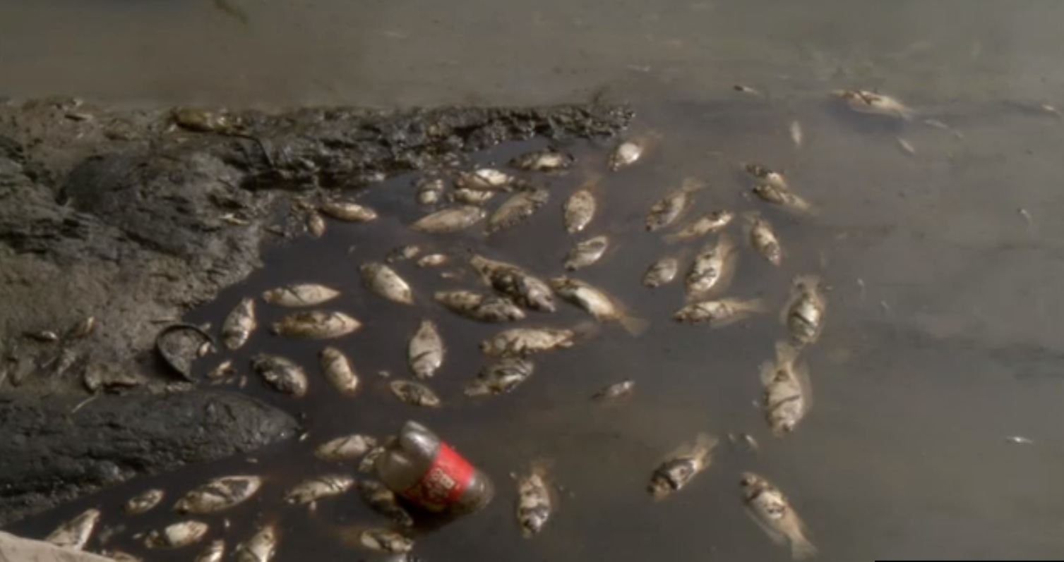 miles de peces mueren por contaminacion del rio santa catarina
