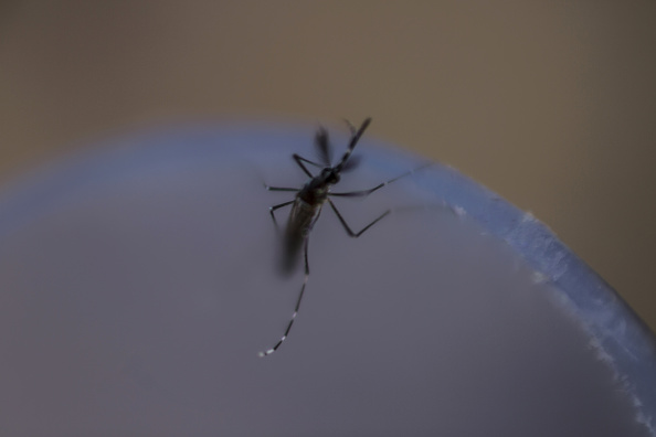 mosquito es el causante del virus del zika