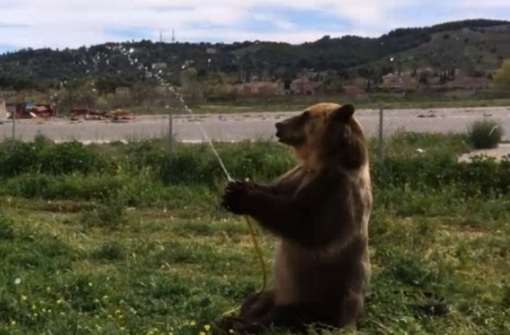 Captan a perro y oso divertirse con manguera de agua en España