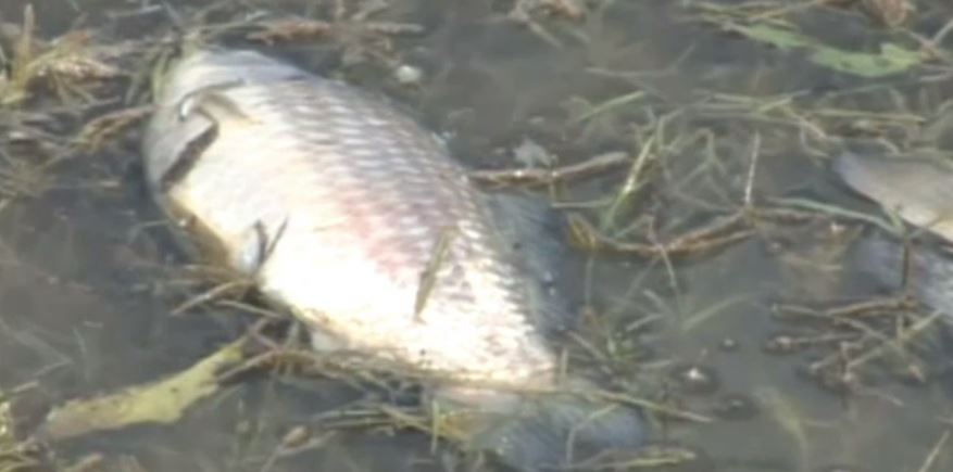 Exceso de lirio acuático provoca muerte de peces en laguna de Guanajuato