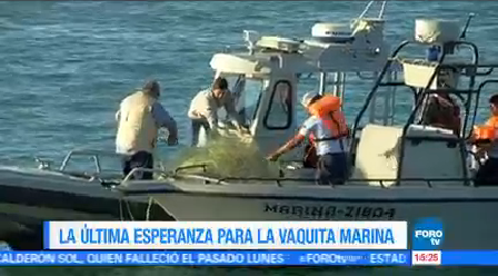 Pesca Furtiva Totoaba Principal Amenaza Vaquita Marina