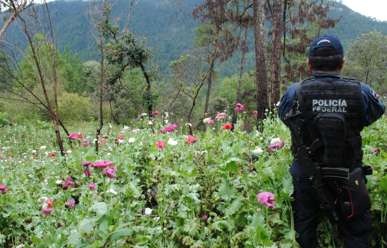 policia federal localiza y destruye plantios de amapola
