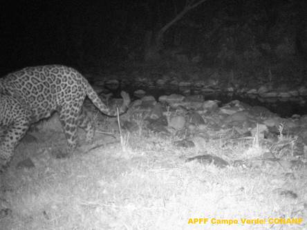 Registran primer avistamiento de un jaguar en Campo Verde