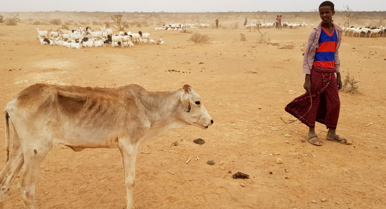 Intensa sequía afecta al ganado en Etiopía