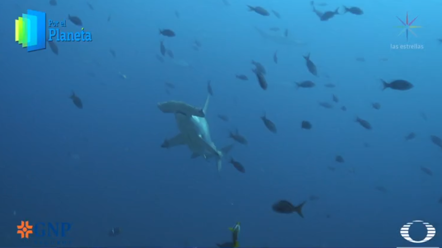Tiburón martillo en Isla del Coco, Costa Rica