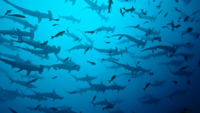 Tiburones martillo en Isla del Coco, Costa Rica
