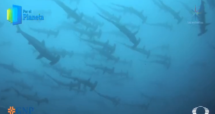 Tiburones martillo en Isla del Coco, Costa Rica Por el Planeta