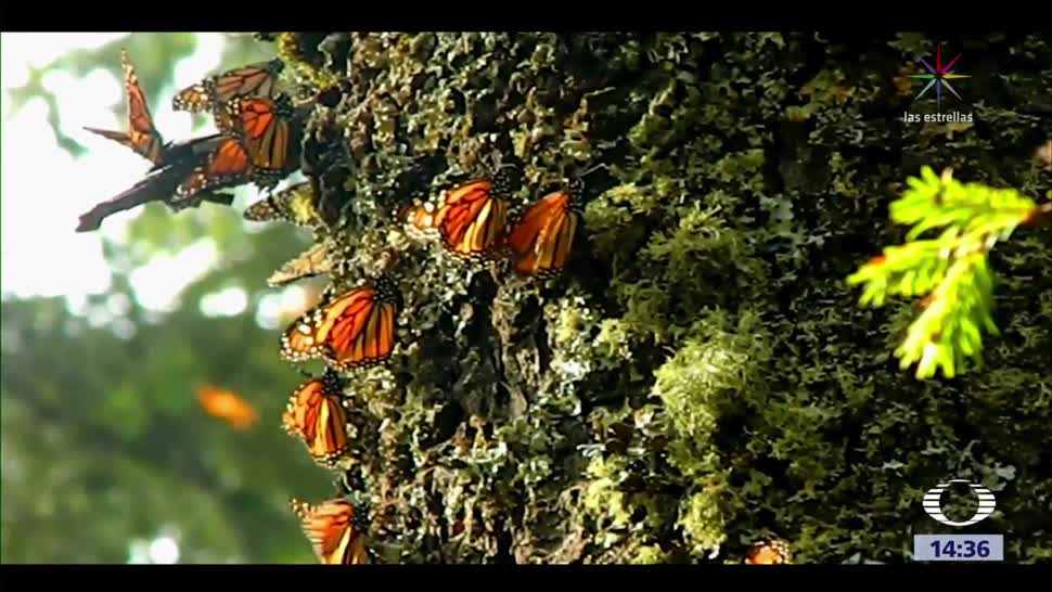Mariposas monarca comienzan a llegar a México