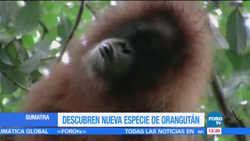 Descubren una nueva especie de orangután en Sumatra