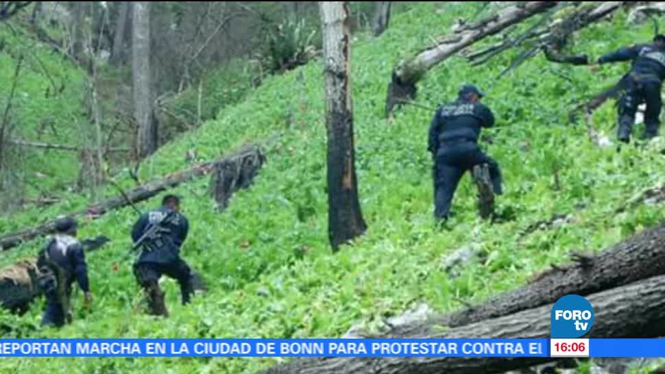 Policía Federal destruye plantíos de amapola en Guerrero