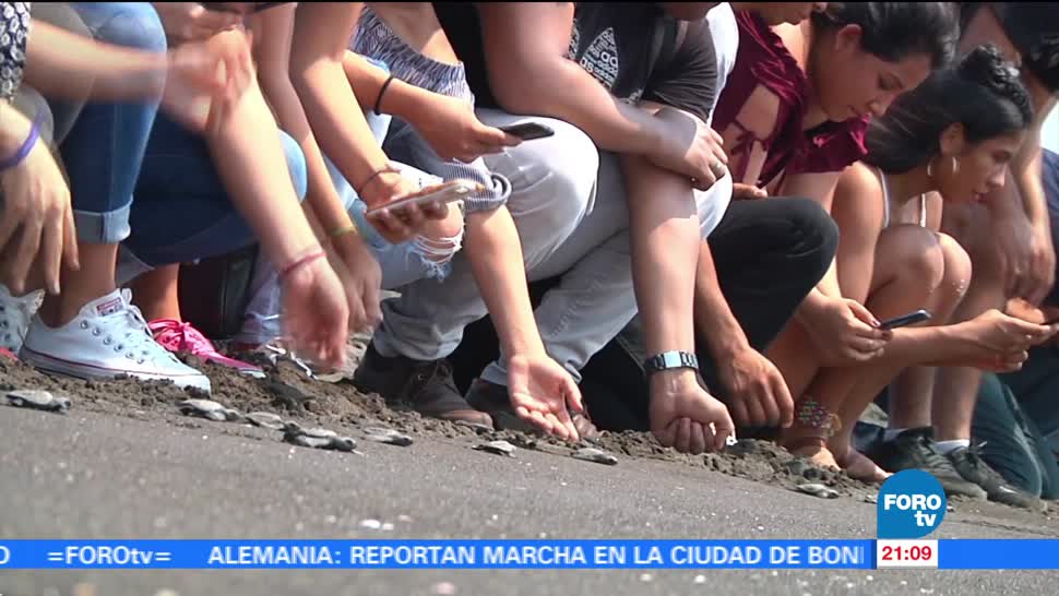 Turistas se reúnen para liberar crías de la tortuga golfina en Colima