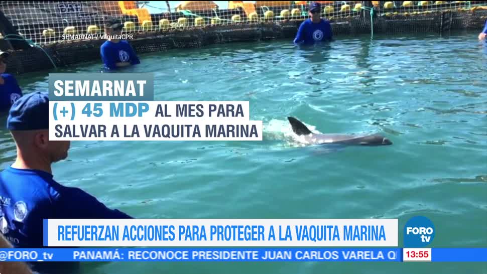 México analiza futuro de operación de rescate de la vaquita marina