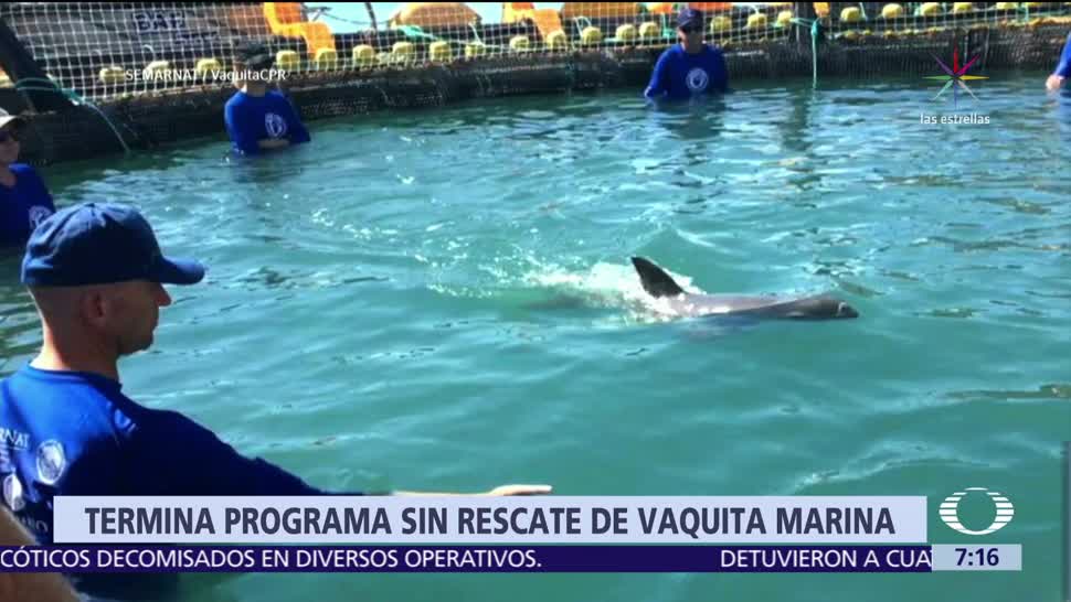 Termina programa para recuperar a vaquita marina en Alto Golfo de California