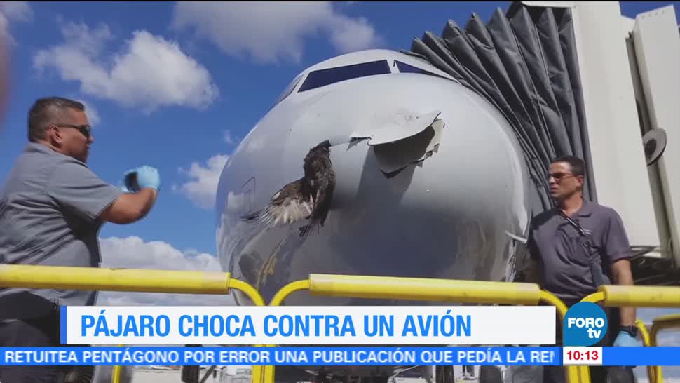 Extra Extra: Pájaro choca contra un avión en Miami