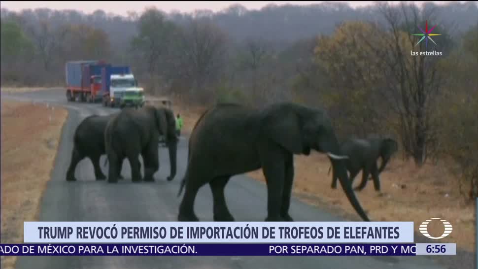 Trump suspende autorización para importar restos de elefantes cazados