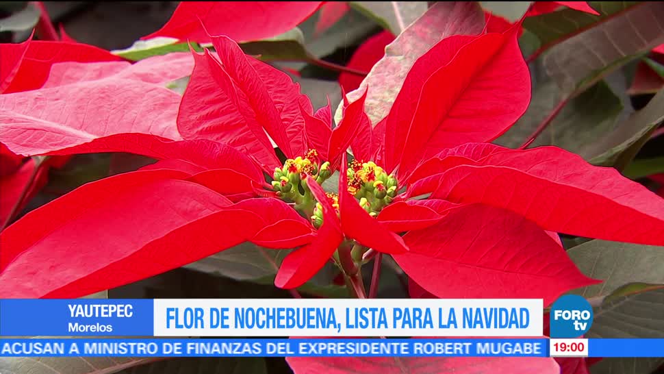 Morelos, uno de los principales productores de la Flor de Nochebuena