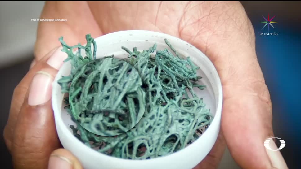 Científicos buscan modificar el alga espirulina