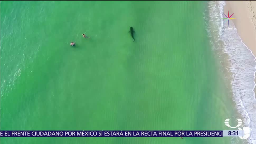 Dron capta a tiburón en playas de Miami