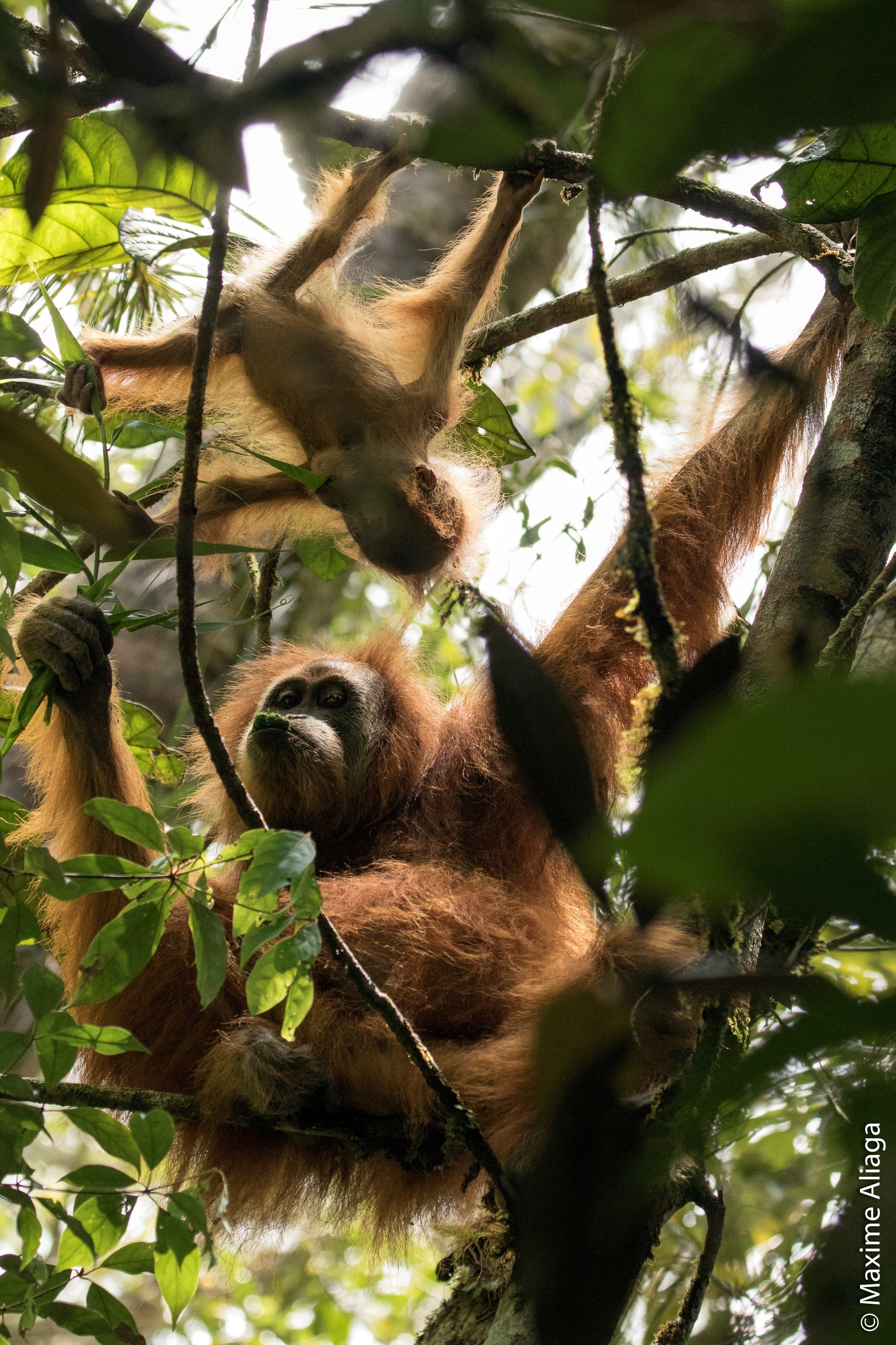 Descubren nueva especie de orangután en selvas indonesias