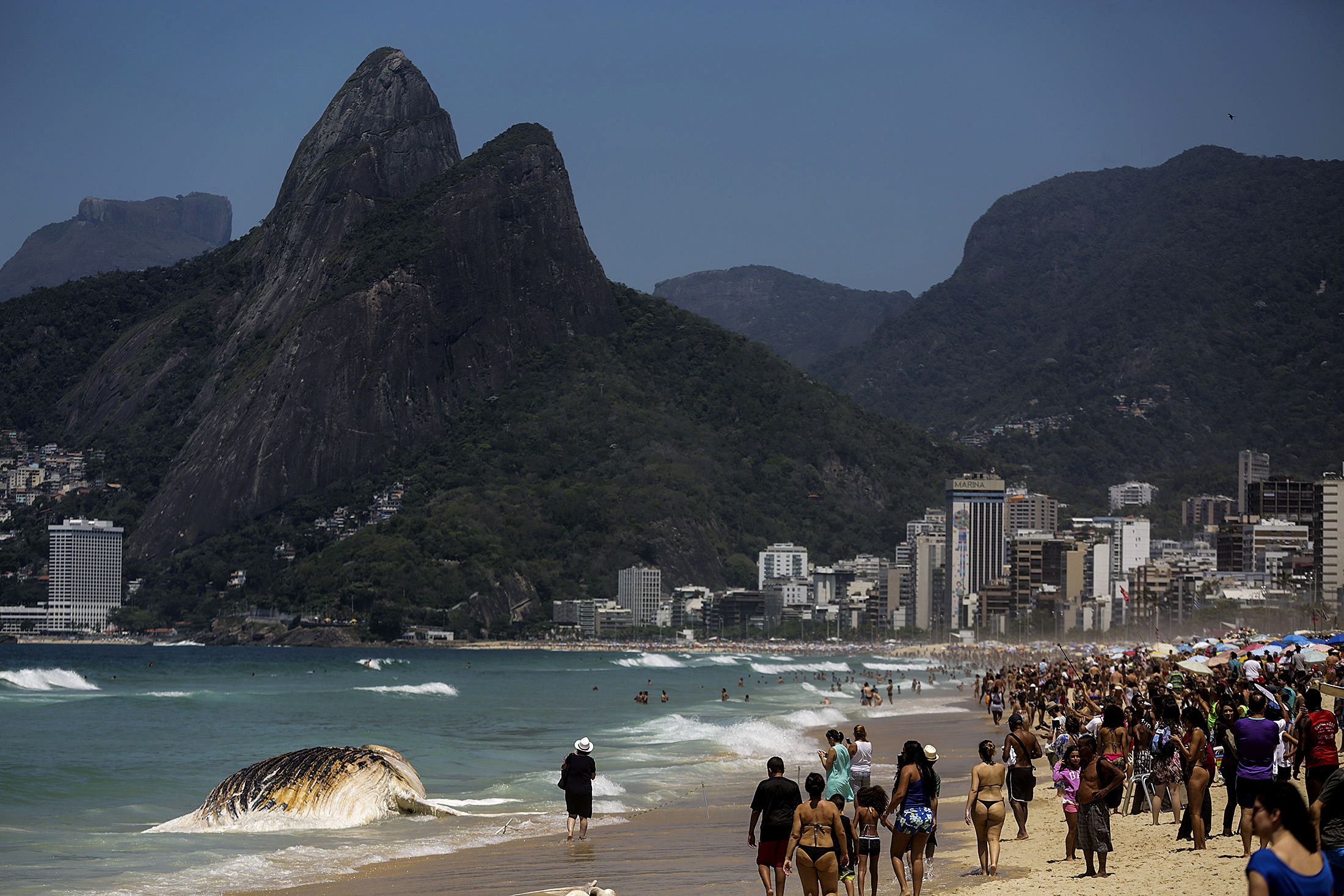 Aparece muerta una ballena en playa de Ipanema de Río de Janeiro