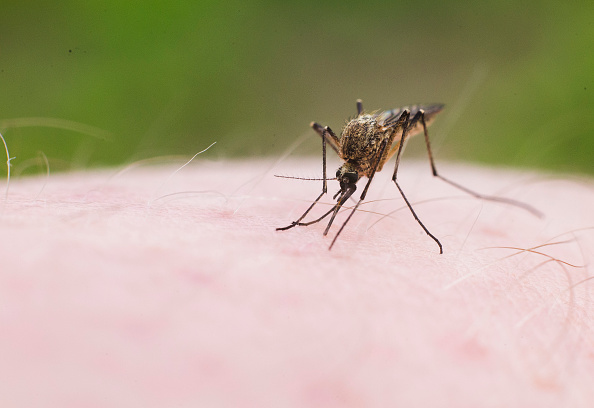 Colima refuerza acciones contra dengue, chikungunya y zika
