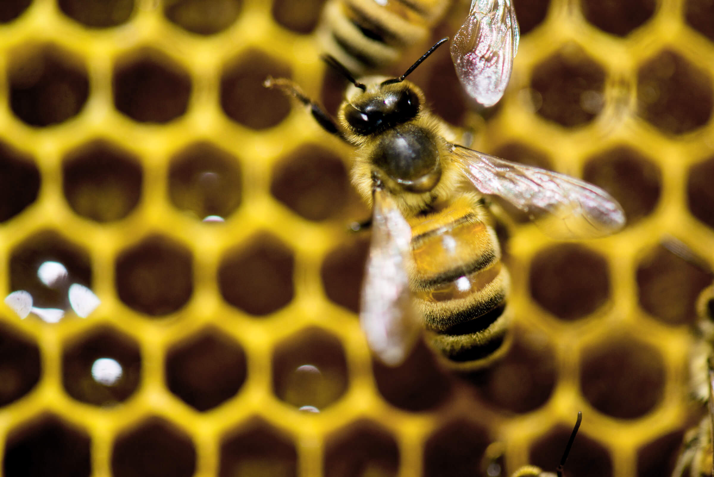 Colapso de la colmena afecta a apicultores de Yucatán