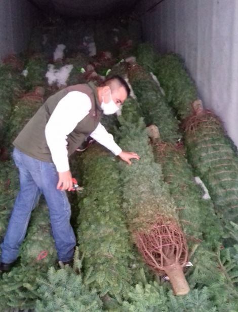 Profepa asegura árboles de Navidad con plaga forestal en Tamaulipas