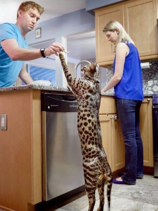 Arcturus, el gato más alto del mundo